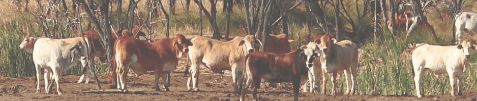 Cattle grazing